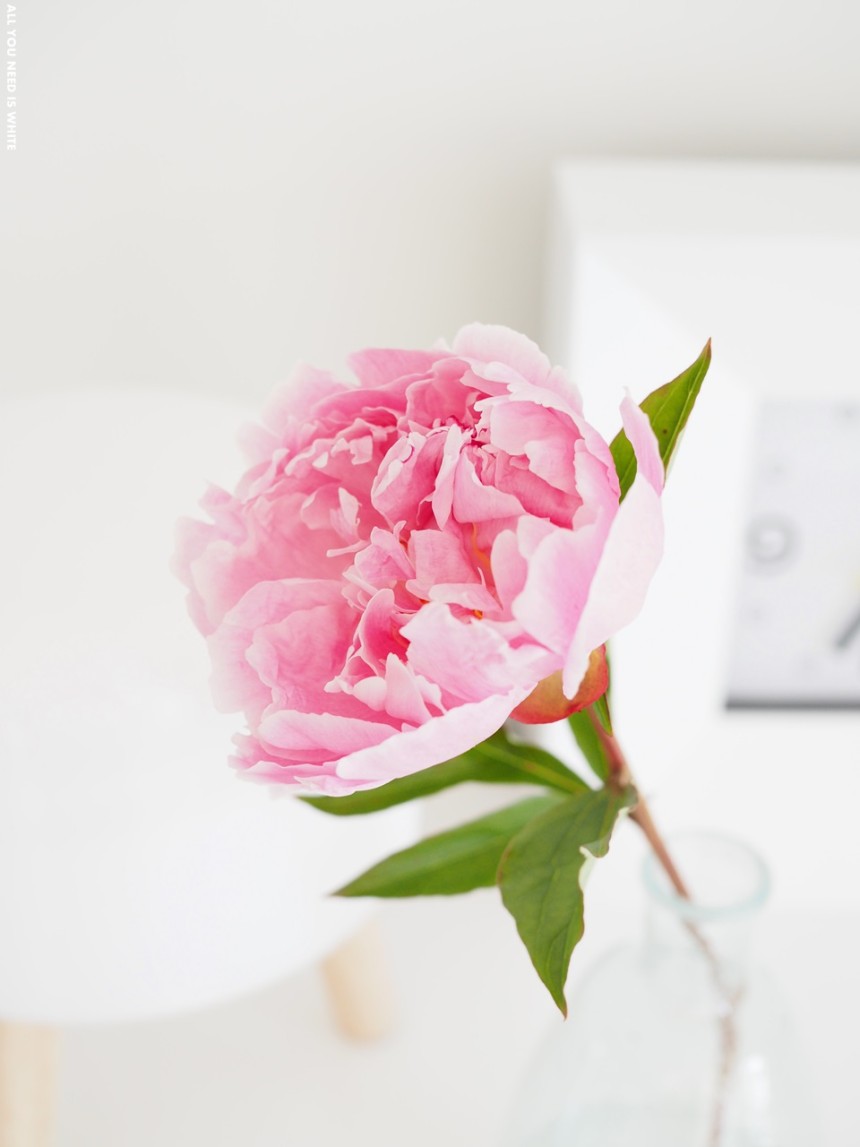 pink peony